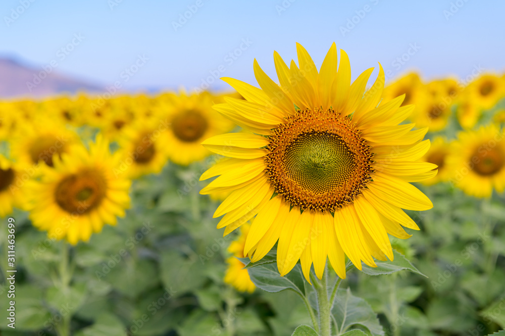Beautiful sunflower field on summer Stock Photo | Adobe Stock