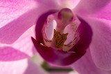Fototapeta Storczyk - Storczyk orchidea różowa zbliżenie - macro na środek kwiata.