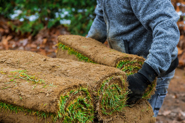 Gardener installing natural grass turf professional installer beautiful lawn field.