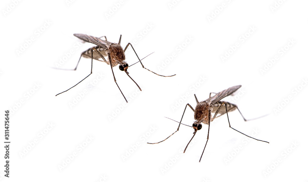 Mosquito isolated on white background - obrazy, fototapety, plakaty 