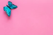 Beautiful tropical butterfly on pink background top-down copy space