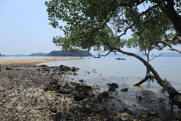 tree on the beach