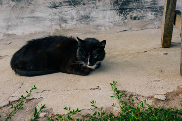 little black and white cat sleeping on the pavement outside the city.