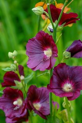 Wall Mural - Magenta hollyhock flowers in a garden