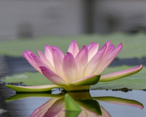 Wall Mural - Delicate Pink Lotus Flower in Full Bloom with reflection in the pond