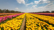© Vladimir Liverts - Three long yellow stripes of asian buttercups
