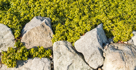 Wall Mural - background of fresh green grass field with big grey rocks under the sun