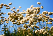 California Buckwheat In Bloom
