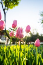  Spring Park, Pink Tulip Flowers Free Stock Photo - Public Domain Pictures Bildidee 