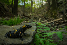 Fire Salamander In The Natural Environment, Close Up, Isolated, Silhouette, Wide Macro, Salamandra Salamandra