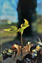 Wall Mural - leaves of a tree