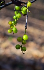 Wall Mural - bunch of grapes