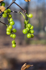 Poster - bunch of green grapes