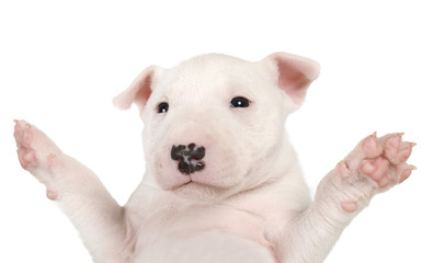 Wall Mural - Portrait of a Miniature Bull Terrier puppy with paws raised up