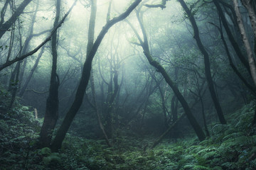 tree silhouettes in dark green foggy forest