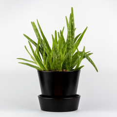 Wall Mural - Natural green Aloe vera succulents cactus in black stylish flowerpot isolated on white background