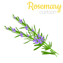 Rosemary Flower Isolated Vector Illustration, Cartoon Style Colored Clip-art.