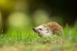 European hedgehog in the natural environment, close up, wildlife, Erinaceus roumanicus, Erinaceus europaeus