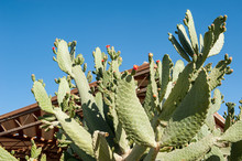 Blooming Green Cactus Against Blue Sky