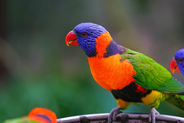 Colorful wild lorikeet bird in Australia