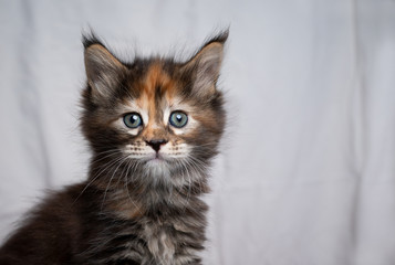 studio portrait of a cute black torbie maine coon kitten looking at camera curiously