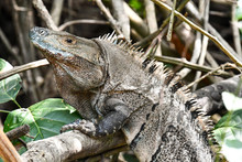Green Iguana On A Branch, Photo As A Background