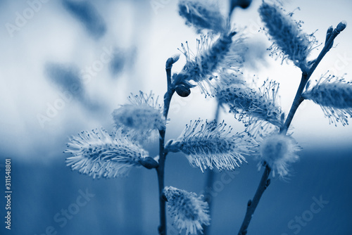 inflorescences-of-flowers-on-a-blurred-background-classic-blue-color-the-year-2020-space-for-text
