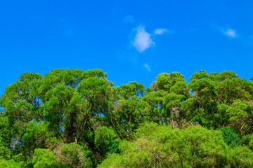 Wall Mural - blue sky and green trees.