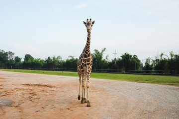 Giraffe in a wildlife park, zoo safari