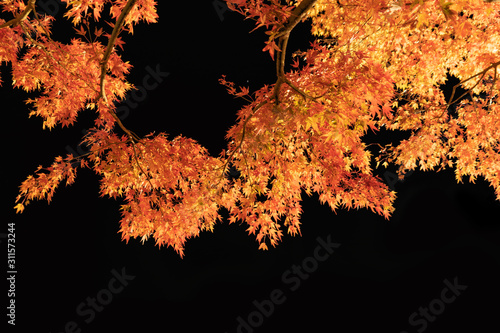 Light Up At Red Fall Foliage Tunnel The Maple Corridor With Illuminated Red Maple Leaves Or Fall Foliage In Autumn On Black Background Near Fujikawaguchiko Yamanashi Trees In Japan At Night