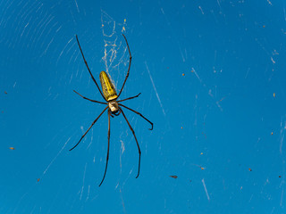 Spiders manipulate to be used as food tools