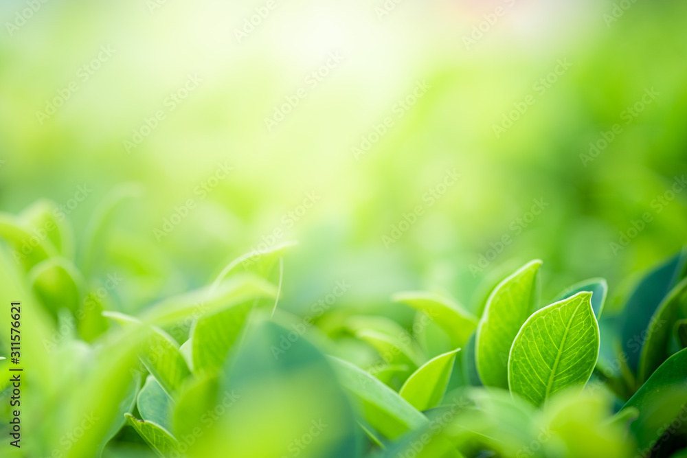 Closeup beautiful view of nature green leaves on blurred greenery tree background with sunlight in public garden park. It is landscape ecology and copy space for wallpaper and backdrop. - obrazy, fototapety, plakaty 