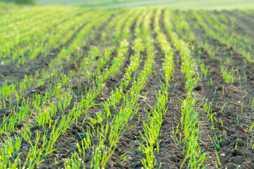 Canvas Print - Agricultural field with green shoots of plants