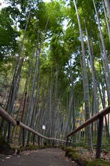  Bamboo Forest in Kamakura, Japan