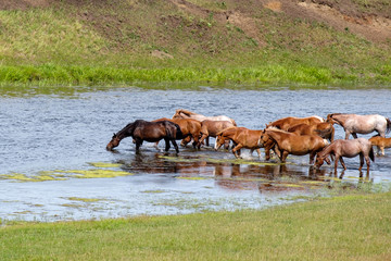 many horses drink water standing in the river small and large