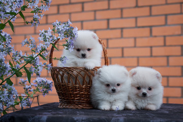 Wall Mural - Three puppies of a spitzman in a table and in a basket