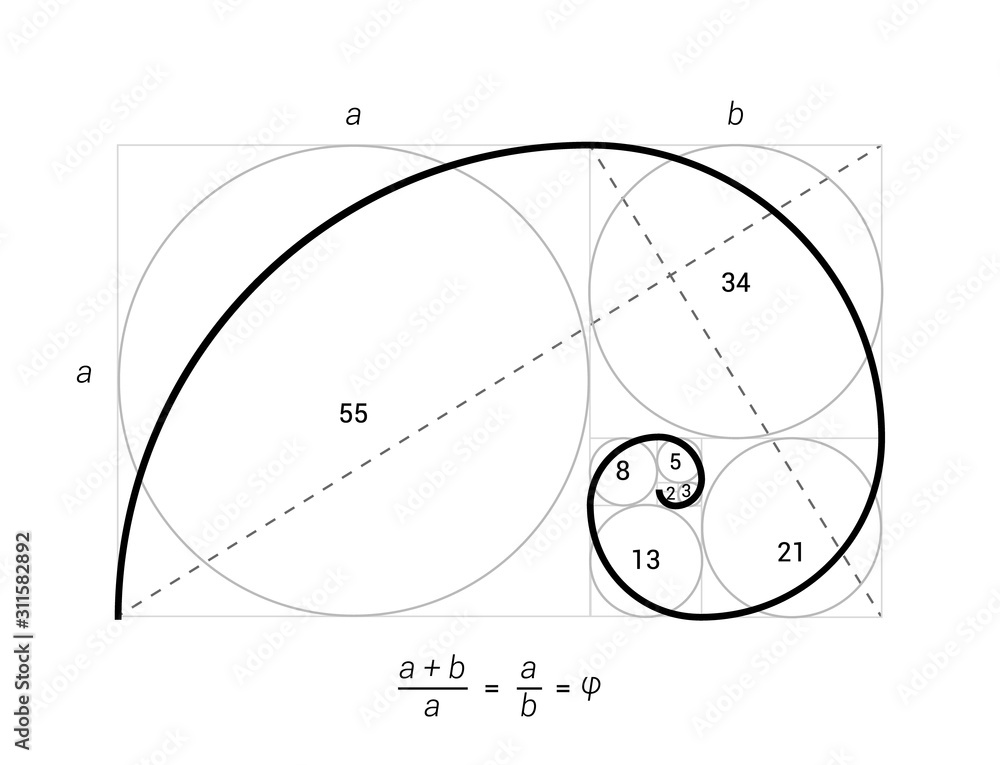 Golden ratio vector proportion spiral section. Fibonacci golden ratio ...