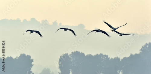 Obrazy ptaki  migrujace-ptaki-w-locie-sylwetki-zurawi-o-wschodzie-slonca
