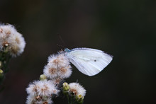 A Small Cabbage White Butterfly Male (Pieris Rapae)