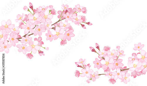 春の花 ２本の桜の枝の水彩イラスト Adobe Stock でこのストック