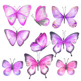 Fototapeta Motyle -  Set of watercolor purple pink butterflies.