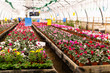 blurred interior of an industrial greenhouse with flowers