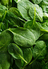 Close-up Of Fresh Organic Spinach