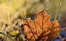 Close-up Of An Autumnally Colored Maple Leaf, Which Lies In The Grass With Frozen Edges And Is Illuminated By The Sun In The Back Light