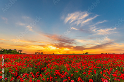 pole maków, zachód słońca, polska, małopolska