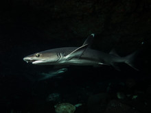 White Tip Reef Shark  - Bali