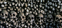 Human Skeleton Bones Skulls Memento More.