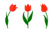 Set of red tulips isolated on a white background. Vector illustration