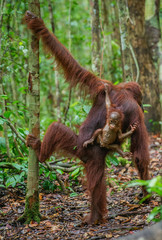 Wall Mural - on a mum`s back. cub of orangutan on mother's back in green rainforest. natural habitat. bornean ora