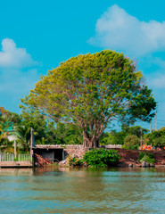 Wall Mural - Big tree in a mangrove swamp